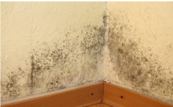 U KUĆI SE POJAVILA BUĐ I VLAGA: Ubacite Ovu Biljku U Problematičnu Prostoriju I Riješite Problem