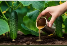 Krastavci od OVOGA polude! Dvostruki prinos sve do zime