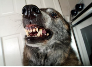 AKO VAS NAPADNE PAS, IZGOVORITE MU SAMO OVU RIJEČ: Tako ćete sebi SPASITI ŽIVOT, kad je ČUJE UKOPAĆE SE U MJESTU