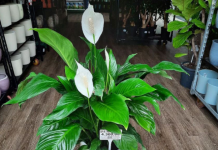 Dovoljna je bila JEDNA kašika: SPATIFILUM je čudesno dao puno cvijeća u samo nekoliko dana