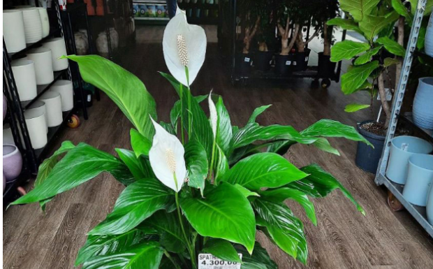 Dovoljna je bila JEDNA kašika: SPATIFILUM je čudesno dao puno cvijeća u samo nekoliko dana