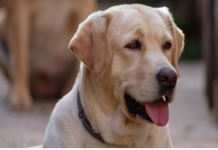 Šta psi rade kada osjete lošu osobu: Ovo je njihova reakcija, dobro zapamtite