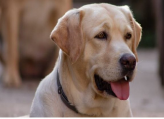 Šta psi rade kada osjete lošu osobu: Ovo je njihova reakcija, dobro zapamtite