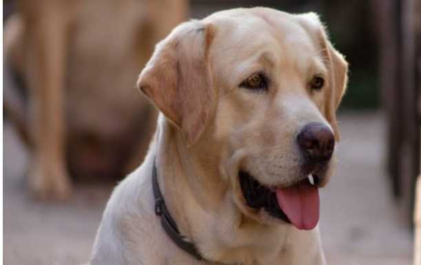 Šta psi rade kada osjete lošu osobu: Ovo je njihova reakcija, dobro zapamtite