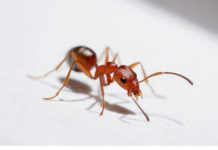 Stavite ovo voće u dom i mravi se nikada više neće pojaviti: Organski ga ne podnose, tera ih samo tako