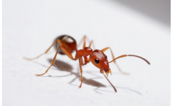 Stavite ovo voće u dom i mravi se nikada više neće pojaviti: Organski ga ne podnose, tera ih samo tako