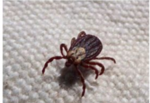 KRPELJI SE PLAŠE OVE DVIJE BILJKE! – Posadite ih u dvorištu i nikada više nećete vidjeti krpelja!