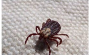 KRPELJI SE PLAŠE OVE DVIJE BILJKE! – Posadite ih u dvorištu i nikada više nećete vidjeti krpelja!