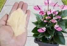Najpreporučljivije đubrivo za sobne biljke od strane BAŠTOVARA: Imate ga u kuhinji kod kuće i posle njega sve živo cvjeta!