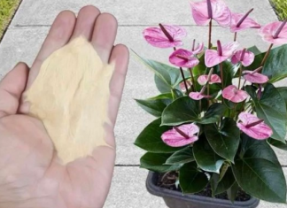 Najpreporučljivije đubrivo za sobne biljke od strane BAŠTOVARA: Imate ga u kuhinji kod kuće i posle njega sve živo cvjeta!