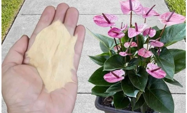 Najpreporučljivije đubrivo za sobne biljke od strane BAŠTOVARA: Imate ga u kuhinji kod kuće i posle njega sve živo cvjeta!