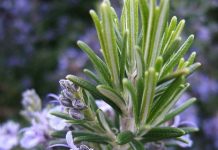 Ruzmarin za vene – prirodni saveznik protiv bola, otoka i teških nogu