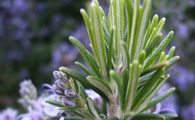 Ruzmarin za vene – prirodni saveznik protiv bola, otoka i teških nogu