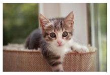 NEPOZNATA MAČKA VAM SE POJAVILA NA KUĆNOM PRAGU? INDIJSKO VJEROVANJE UPOZORAVA: “U toj kući će uskoro biti…”