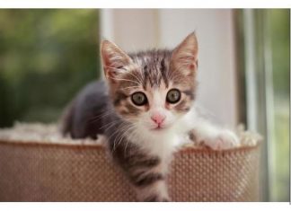 NEPOZNATA MAČKA VAM SE POJAVILA NA KUĆNOM PRAGU? INDIJSKO VJEROVANJE UPOZORAVA: “U toj kući će uskoro biti…”