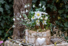 Posadite ga pre zime, procvetaće već u aprilu: Čudesni višegodišnji cvet koji traje 50 godina i daje raskoš svakoj bašti