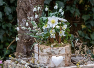 Posadite ga pre zime, procvetaće već u aprilu: Čudesni višegodišnji cvet koji traje 50 godina i daje raskoš svakoj bašti