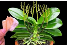 Stavite 1 komad ispod orhideje! Odjednom izraste 100 grana i cvjeta cijele godine