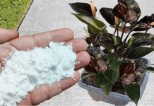 Više ne koristim NIKAKVA druga gnojiva: OVO stavite u saksiju i nećete prepoznati svoje cvijeće!