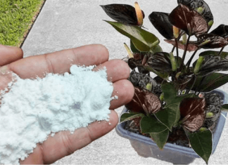 Više ne koristim NIKAKVA druga gnojiva: OVO stavite u saksiju i nećete prepoznati svoje cvijeće!