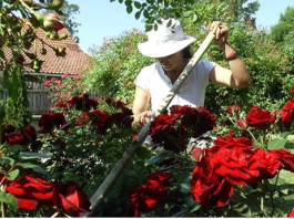 Veruje se da ova biljka donosi smrt: Nikada je ne sadite, a ako je dobijete na poklon – odmah je bacite iz kuće!