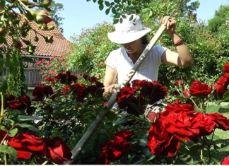 Veruje se da ova biljka donosi smrt: Nikada je ne sadite, a ako je dobijete na poklon – odmah je bacite iz kuće!