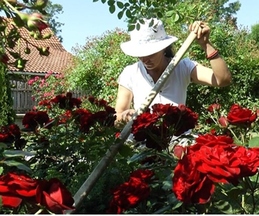 Veruje se da ova biljka donosi smrt: Nikada je ne sadite, a ako je dobijete na poklon – odmah je bacite iz kuće!