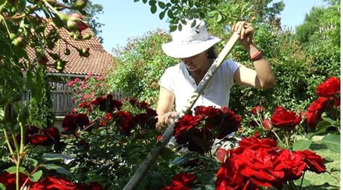 Veruje se da ova biljka donosi smrt: Nikada je ne sadite, a ako je dobijete na poklon – odmah je bacite iz kuće!