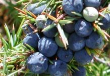 NAJJAČI PRIRODNI LIJEK ZA ŠEĆERNU BOLEST: Obavezno zabilježite recept jer je njegova priprema jako jednostavna…