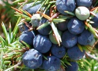 NAJJAČI PRIRODNI LIJEK ZA ŠEĆERNU BOLEST: Obavezno zabilježite recept jer je njegova priprema jako jednostavna…