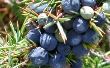 NAJJAČI PRIRODNI LIJEK ZA ŠEĆERNU BOLEST: Obavezno zabilježite recept jer je njegova priprema jako jednostavna…