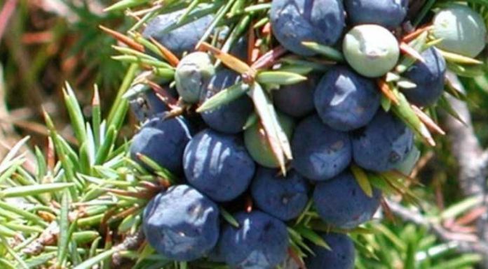 NAJJAČI PRIRODNI LIJEK ZA ŠEĆERNU BOLEST: Obavezno zabilježite recept jer je njegova priprema jako jednostavna…