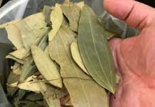 LOVOR JE PRIRODNI MAĐIONIČAR: Umiruje čak preko 20 oboljenja, a ovo su neka od njih