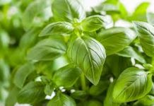 KRALJ LJEKOVITOG BILJA: Može da pomogne kod začepljenih krvnih sudova i štiti od infarkta…