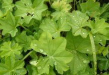 BOŽIJI DAR ZA ŽENE: Pomaže kod neplodnosti, gihta, reume, hemoroida, čira na želucu…