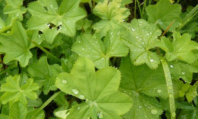 BOŽIJI DAR ZA ŽENE: Pomaže kod neplodnosti, gihta, reume, hemoroida, čira na želucu…