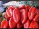 U svježim paprikama otkrivena TOKSIČNA HEMIKALIJA! Izuzetno je opasna za ljude, evo gdje se prodaje