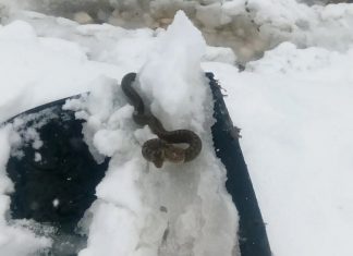 Viđena zmija u snijegu, narodno vjerovanje kaže da je to ZNAK