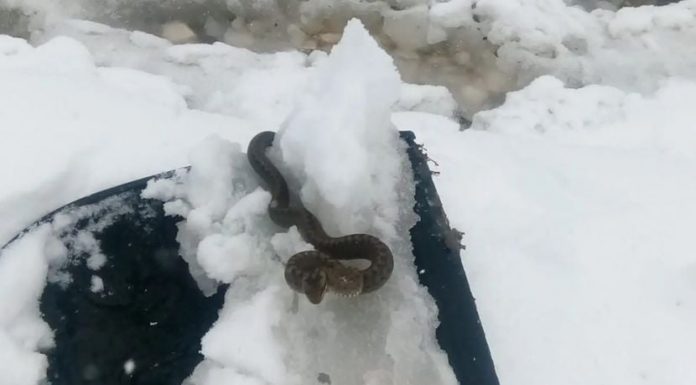 Viđena zmija u snijegu, narodno vjerovanje kaže da je to ZNAK