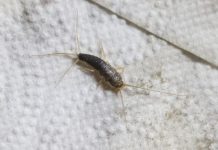 Ako vam se ova gadna bubica pojavila krajem oktobru u kući ili stanu – trebate znati ovo