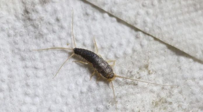 Ako vam se ova gadna bubica pojavila krajem oktobru u kući ili stanu – trebate znati ovo