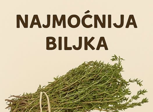 RECEPT ZA PRIRODNO LJEKOVITO ULJE: Prirodni saveznik protiv infekcija