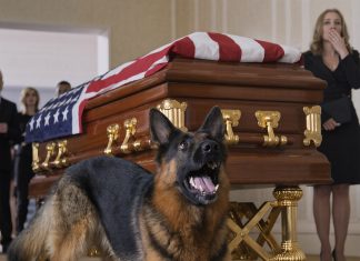 Pas nije prestajao da laje – a ono što su pronašli unutra ih je iznenadilo sve