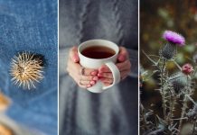 Spas Za Dijabetičare, Reguliše Šećer, Pritisak I Holesterol: ŠTO PRIJE POČNITE DA KORISTITE OVU BILJKU!