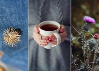 Spas Za Dijabetičare, Reguliše Šećer, Pritisak I Holesterol: ŠTO PRIJE POČNITE DA KORISTITE OVU BILJKU!