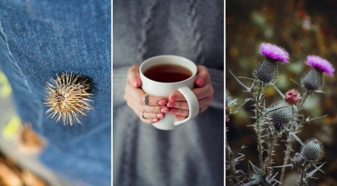 Spas Za Dijabetičare, Reguliše Šećer, Pritisak I Holesterol: ŠTO PRIJE POČNITE DA KORISTITE OVU BILJKU!