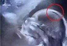 „Beba rođena s gustom kosom oduševila bolnicu – i celu zajednicu“