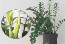 Samo 3 supene kašike i zamiokulkas ćedati PUNO novih listova!