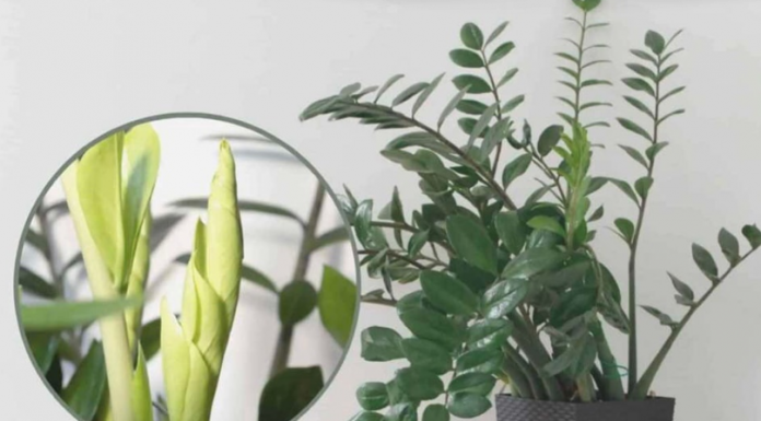 Samo 3 supene kašike i zamiokulkas ćedati PUNO novih listova!