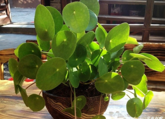 OVO CVEĆE USPEVA SAMO KOD DOBRE OSOBE: A prema starom VEROVANJU u kući u kojoj buja DONOSI NOVAC I BLAGOSTANJE